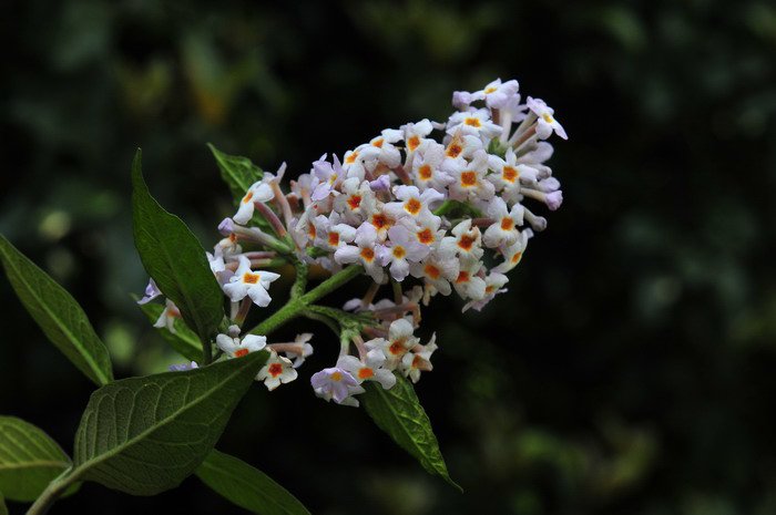 Cây Mật mông hoa. Buddleia officinalis Maxim. - Cây Thuốc Nam Quanh Ta